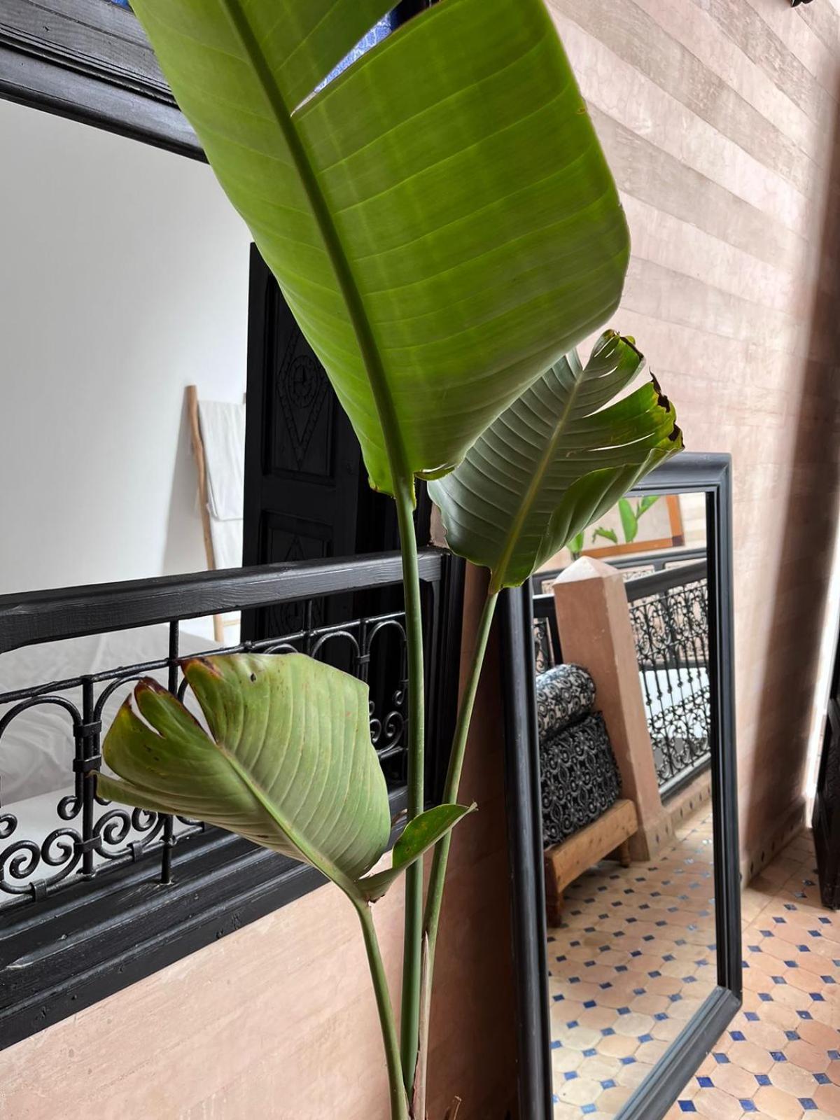 מרקש Riad Black Doors מראה חיצוני תמונה